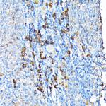 ETFA Antibody in Immunohistochemistry (Paraffin) (IHC (P))