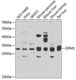 DPM1 Antibody in Western Blot (WB)