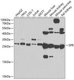 SPR Antibody in Western Blot (WB)