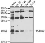 POLR1D Antibody in Western Blot (WB)