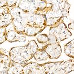 STX7 Antibody in Immunohistochemistry (Paraffin) (IHC (P))