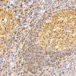 STX7 Antibody in Immunohistochemistry (Paraffin) (IHC (P))