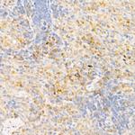 STX7 Antibody in Immunohistochemistry (Paraffin) (IHC (P))