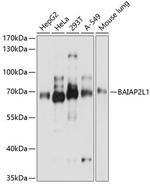 BAIAP2L1 Antibody in Western Blot (WB)