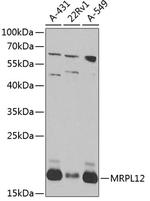 MRPL12 Antibody in Western Blot (WB)