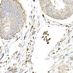 cGAS Antibody in Immunohistochemistry (Paraffin) (IHC (P))