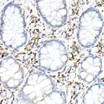 cGAS Antibody in Immunohistochemistry (Paraffin) (IHC (P))