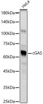 cGAS Antibody in Western Blot (WB)