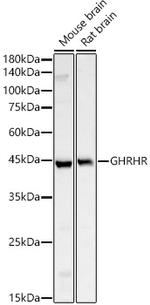 GHRHR Antibody in Western Blot (WB)