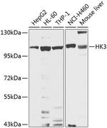 HK3 Antibody in Western Blot (WB)