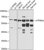 CYP46A1 Antibody in Western Blot (WB)