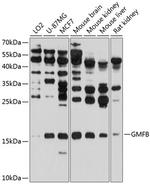 GMFB Antibody in Western Blot (WB)