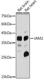 JAM2 Antibody in Western Blot (WB)