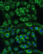 FRMD6 Antibody in Immunocytochemistry (ICC/IF)