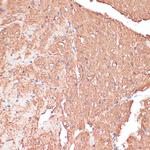 FRMD6 Antibody in Immunohistochemistry (Paraffin) (IHC (P))