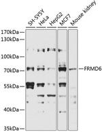 FRMD6 Antibody in Western Blot (WB)