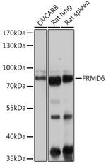 FRMD6 Antibody in Western Blot (WB)