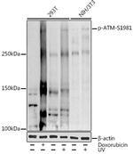 Phospho-ATM (Ser1981) Antibody in Western Blot (WB)