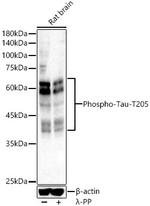 Phospho-Tau (Thr205) Antibody in Western Blot (WB)