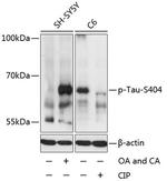 Phospho-Tau (Ser404) Antibody in Western Blot (WB)