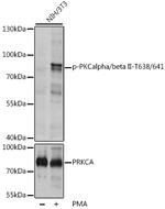 Phospho-PKC alpha/beta-2 (Thr638, Thr641) Antibody in Western Blot (WB)