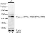 Phospho-AMPK alpha-1,2 (Thr183, Thr172) Antibody in Western Blot (WB)