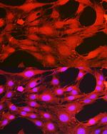 Phospho-PDPK1 (Ser241) Antibody in Immunocytochemistry (ICC/IF)