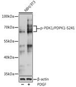 Phospho-PDPK1 (Ser241) Antibody in Western Blot (WB)