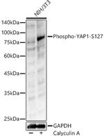 Phospho-YAP1 (Ser127) Antibody in Western Blot (WB)