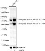 Phospho-p70 S6 Kinase (Thr389) Antibody in Western Blot (WB)