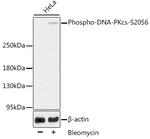 Phospho-DNA-PK (Ser2056) Antibody in Western Blot (WB)