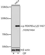 Phospho-PI3K p85/p55 (Tyr467, Tyr199, Tyr464) Antibody in Western Blot (WB)