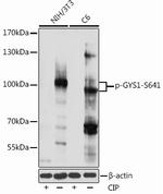 Phospho-GYS1 (Ser641) Antibody in Western Blot (WB)