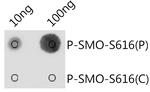 Phospho-SMO (Ser616) Antibody in Dot Blot (DB)