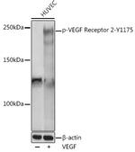 Phospho-VEGF Receptor 2 (Tyr1175) Antibody in Western Blot (WB)