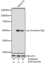 Phospho-Vimentin (Ser83) Antibody in Western Blot (WB)