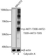 Phospho-AKT Pan (Thr308, Thr305, Thr309) Antibody in Western Blot (WB)