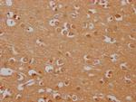 Argonaute 3 Antibody in Immunohistochemistry (Paraffin) (IHC (P))