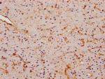 FNDC5 Antibody in Immunohistochemistry (Paraffin) (IHC (P))