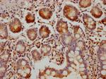 MUC5B Antibody in Immunohistochemistry (Paraffin) (IHC (P))