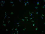 SEZ6 Antibody in Immunocytochemistry (ICC/IF)