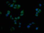 SIM1 Antibody in Immunocytochemistry (ICC/IF)