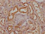 SPEF2 Antibody in Immunohistochemistry (Paraffin) (IHC (P))