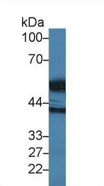 HTRA1 Antibody in Western Blot (WB)