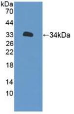 XYLT2 Antibody in Western Blot (WB)