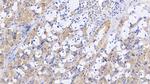 SLIT3 Antibody in Immunohistochemistry (Paraffin) (IHC (P))