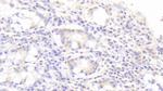 SGPL1 Antibody in Immunohistochemistry (Paraffin) (IHC (P))