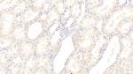 SGPL1 Antibody in Immunohistochemistry (Paraffin) (IHC (P))