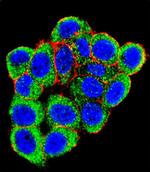 PML Antibody in Immunocytochemistry (ICC/IF)