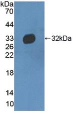 HPR Antibody in Western Blot (WB)